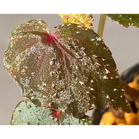 Begonia sp. from North Toraja [S0919-02] 伊藤蟻植物農園