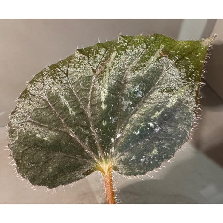 Begonia sp. from Cao Bang [YH251019] TK