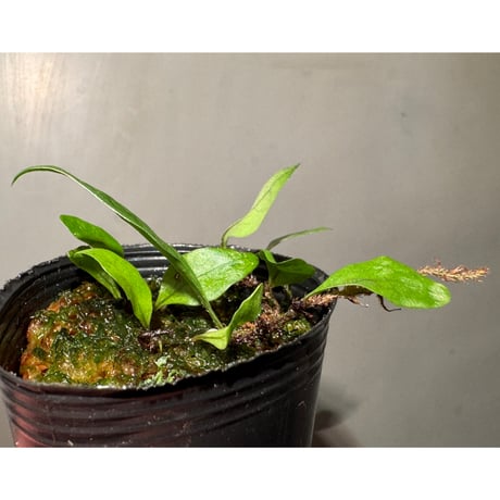 Microsorum sp. "Timika" Papua [TB]