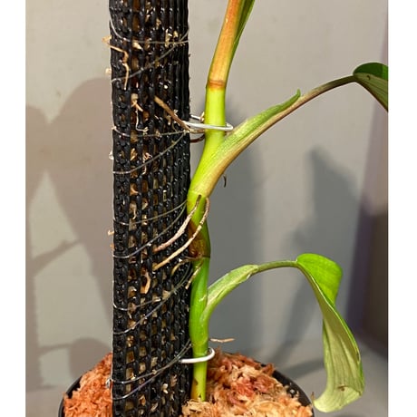 Philodendron sp. from Iquitos Peru [tanakay]