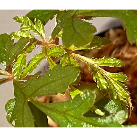 Begonia polilloensis