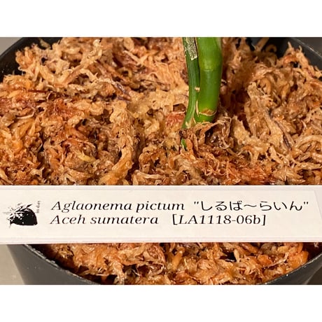 Aglaonema pictum "しるば〜らいん" from Aceh sumatera [LA1118-06b]