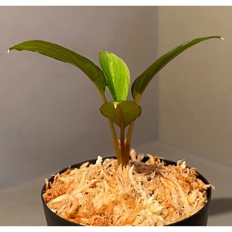 Homalomena sp. "Nanga pinoh" セミビロード Melawi Kal barat [TB]