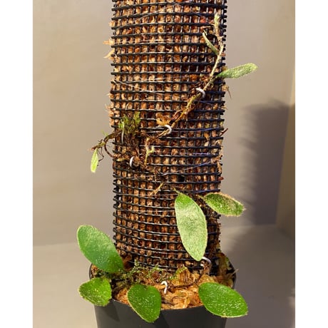 Pyrrosia nummularifolia from Santa Fe Luzon Philippines [KSB]