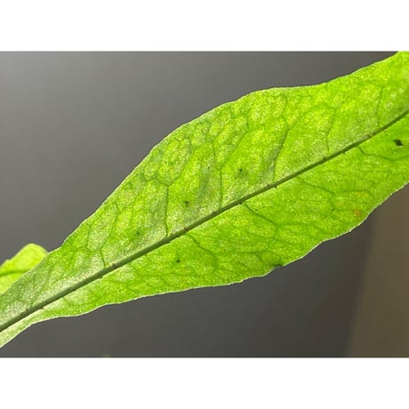 Microsorium sp. from Thailand
