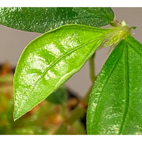 Elatostema sp. from Nopphitam [TK260915]