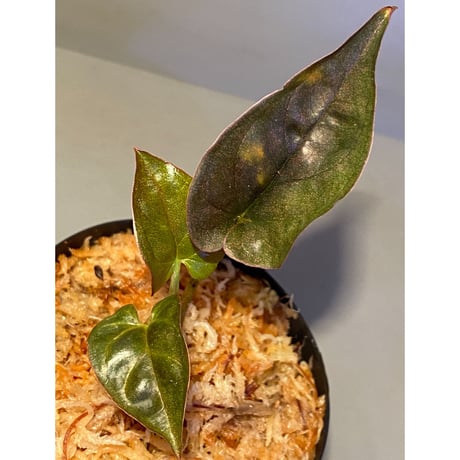 Syngonium sp. from Choco Colombia [tanakay]