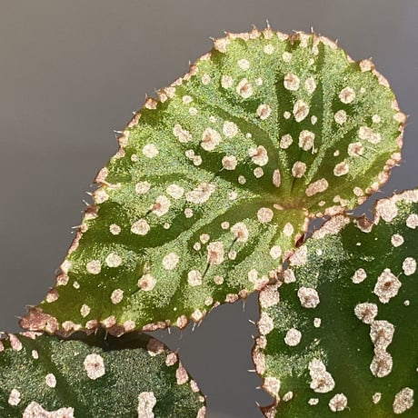Begonia sp. from Muara Wahau [TB]