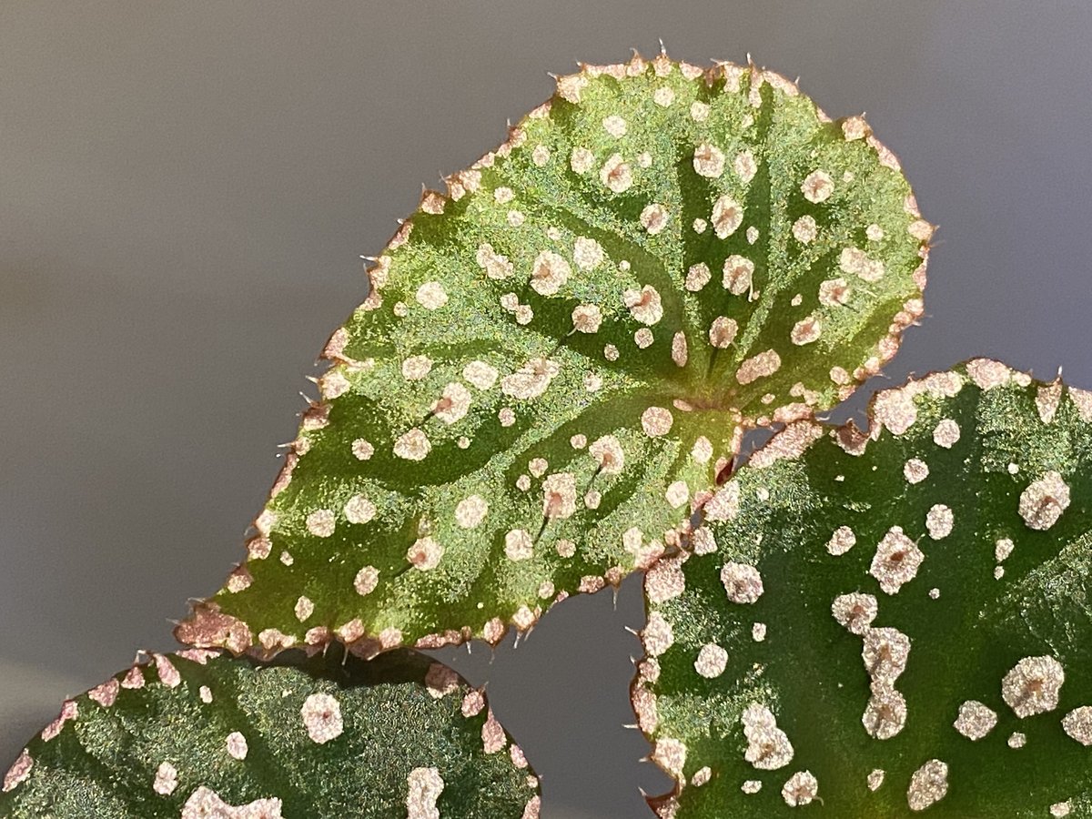 peculiarman　Begonia 5点同梱発送 peculiarman Begonia 5点同梱発送 science room ver. Begonia
