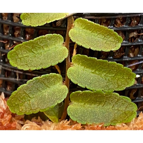 Marcgravia sp. "Purple Dwarf"