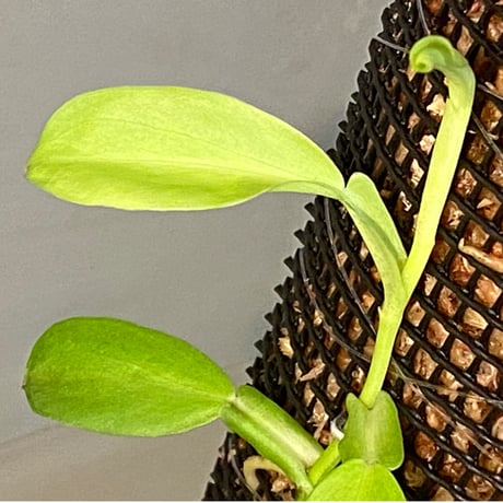 Epipremnum sp. from Khlong Yai Trat Thailand