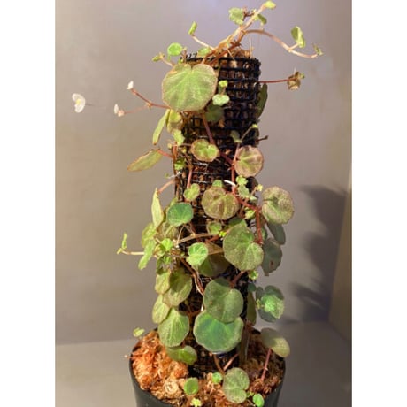 Begonia lichenora (sp.Mini) from Kalimantan Sarawak border [LA]