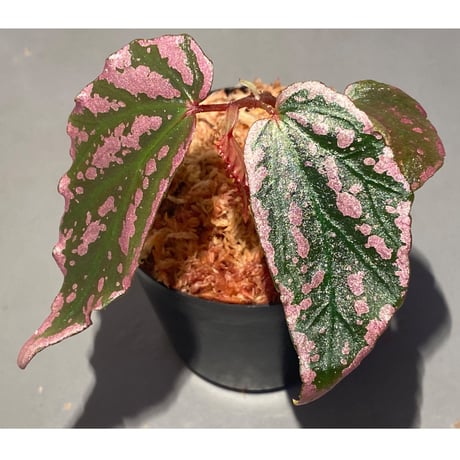 Begonia sp. "Crazy pink" from Lampung sumatera [LA1118-03]