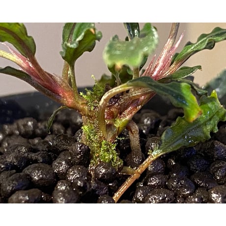 (２株立ち) Bucephalandra sp. from "Mangat" [MF0417-2A]