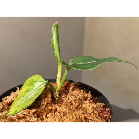 Aglaonema pictum "@ichinbo Special" from Sibolga timur [AZ0215-5] ver2 ①
