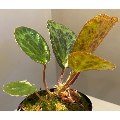 Begonia blancii