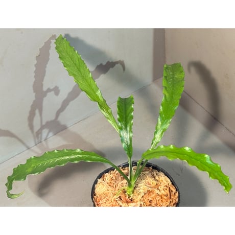 スキスマトグロッティス | STORES