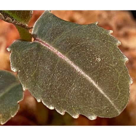 Labisia sp. from Malaysia [KN]
