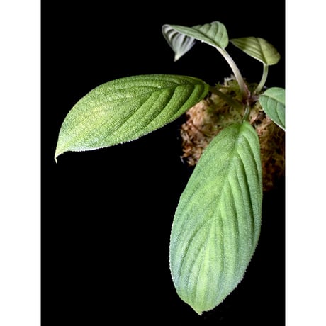 Homalomena mobula "鮫肌A" from Sumatera barat [LA0317-01]