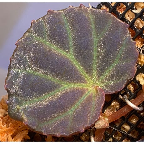 Begonia sp. from Sarawak