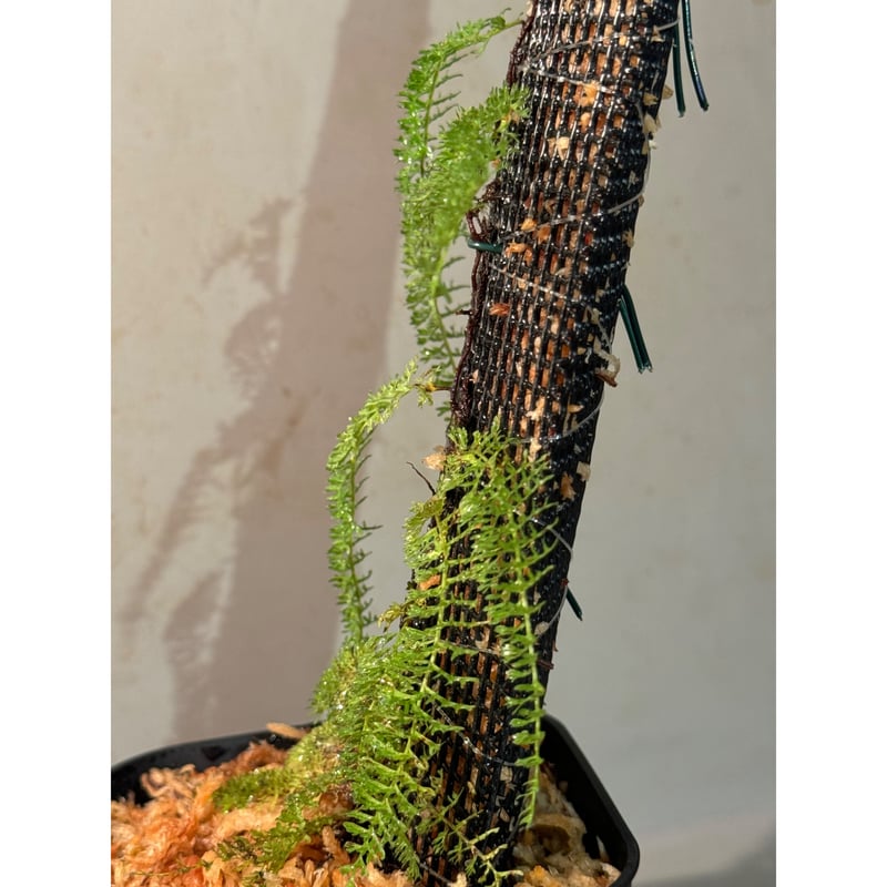 Lindsaea repens from Landak West Kalimantan | M