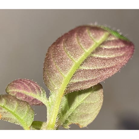 Codonoboea cf. pumilla from Riau sumatera [LA1119-02]