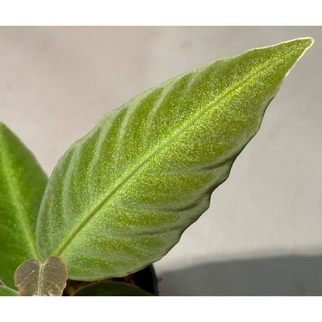 Ardisia malouiana from Sintang [HW0220-07]