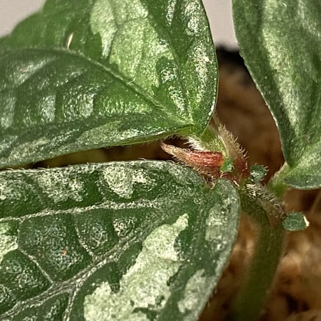 Elatostema sp. (Sri Lanka?)