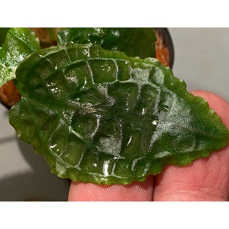 Cryptocoryne minima from Aceh sumatera [出射氏]