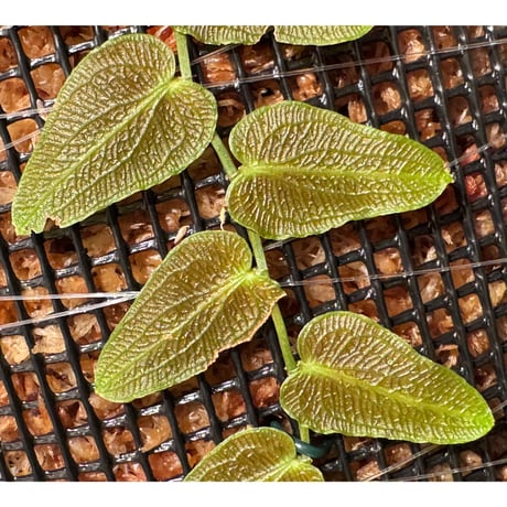 Pothos barberianus from Kapuas fulu West Kalimantan