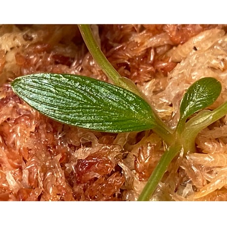 Homalomena sp. from West Papua [KZT]