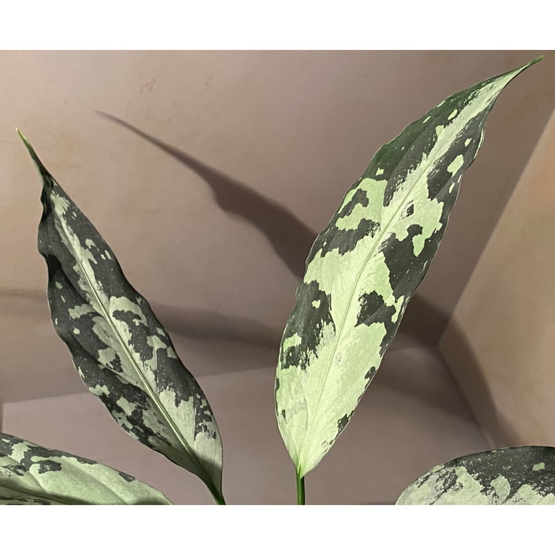 Aglaonema pictum A 