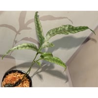 Colysis sp. from Son La Vietnam