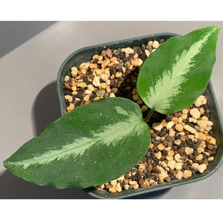 Aglaonema pictum A "しるば〜らいん" from Aceh sumatera [LA1118-06b]