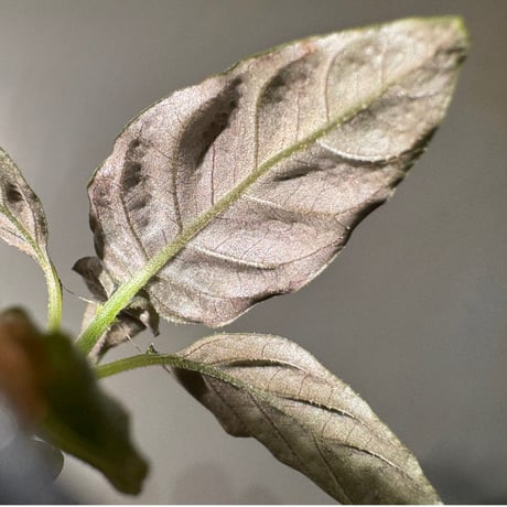 Ophiorriza sp. "鋼" from Aceh Selatan [HW0816-03]