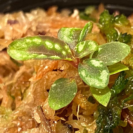 Sonerila sp. from Jerteh