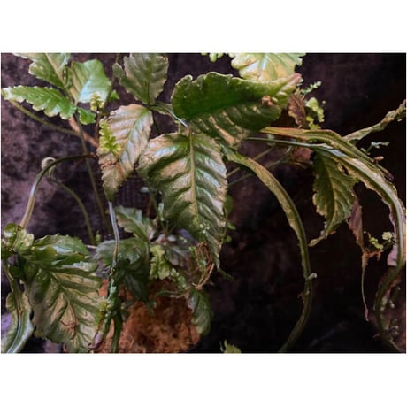 Bolbitis sp. from Siberut [LA]