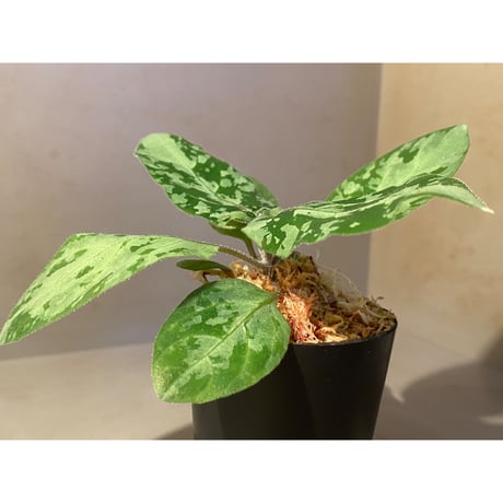 Gymnostachyum sp. f1 from Aceh sumatera [LA0816-1ss]