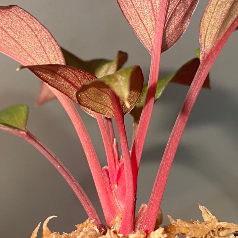 Homalomena sp. Riau Sumatera TK0425-1　赤 Homalomena sp. Sumatera Barat TK0425-1【Homa-000