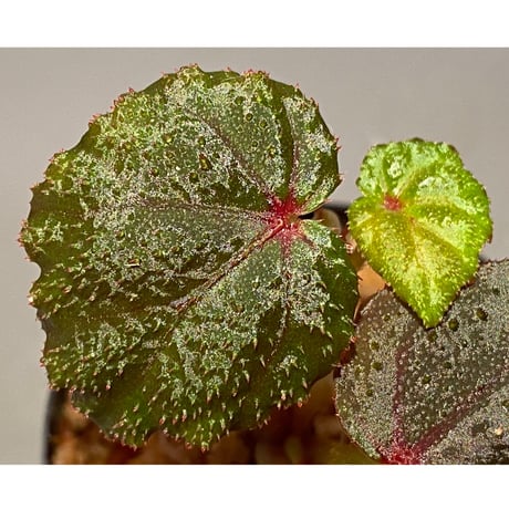 Begonia sp. from North Toraja [S0919-02] STRINGE PLANTS