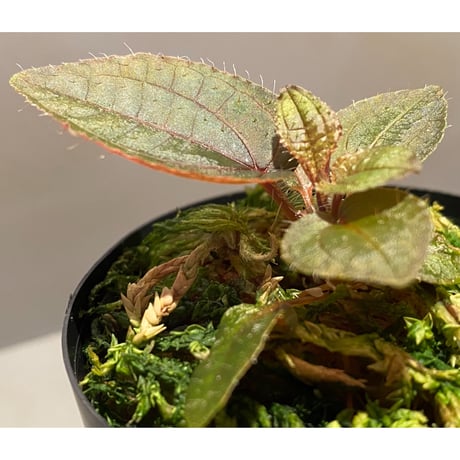 Phyllagathis sp. from Cao Bang Viet Nam [R1217-02]