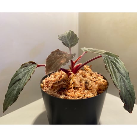 Homalomena sp. Red "Sabah-6" [R0515-03a]