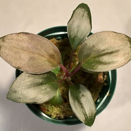 Homalomena sp. from Kepulauan Riau wf1 [KZT]