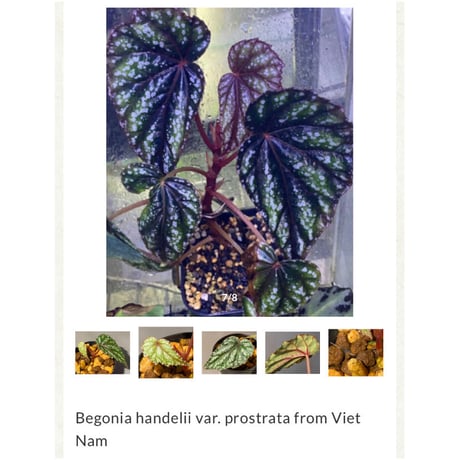 Begonia handelii var. prostrata from Viet Nam