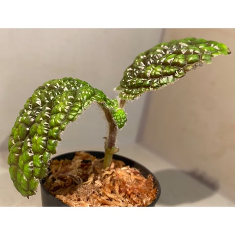 Pearcea rugosissima from Ecuador