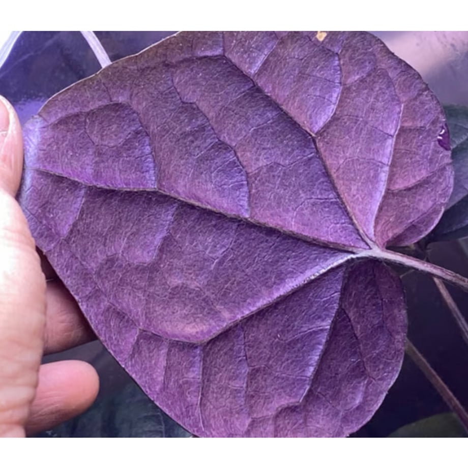 65df2347fdfc8d0a4f9c88c0