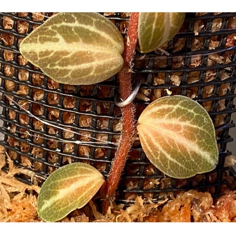 Peperomia sp. (インボイスbicolor)
