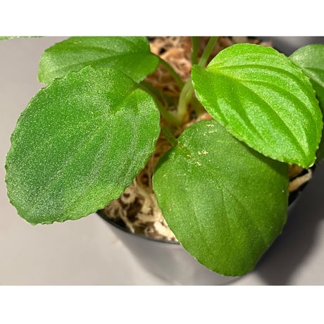 (２株立ち) Homalomena sp. "Minimum" from Padan Utara [AZ0512-04]