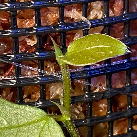Ficus sp. from Murung raya [LA0515-05]