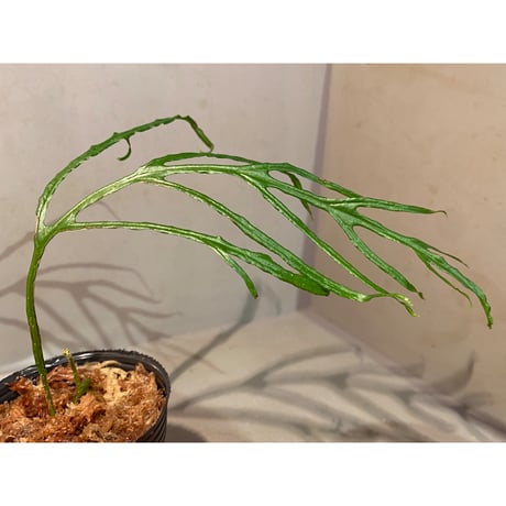 Microsorium sp. from Saripoi [LA0515-02]